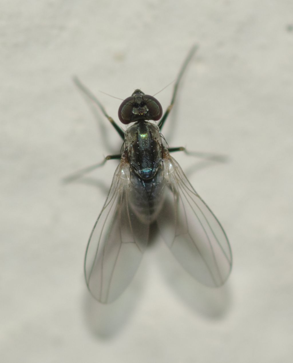 Medetera sp. (Dolichopodidae)